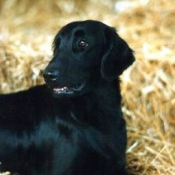 Photo de Retriever  poil plat