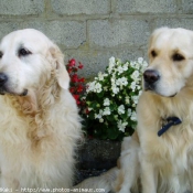 Photo de Golden retriever