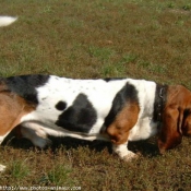 Photo de Basset hound