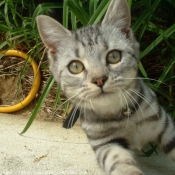 Photo de Chat domestique