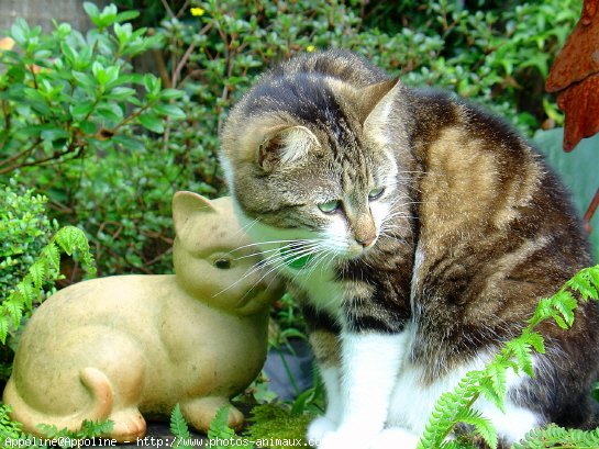 Photo de Chat domestique