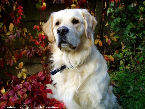 Photo de Golden retriever