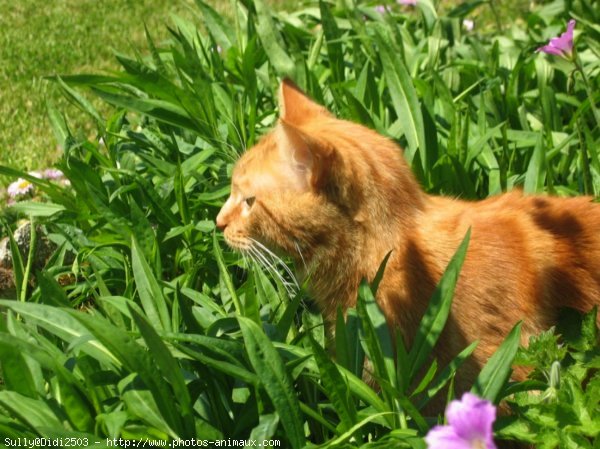 Photo de Chat domestique