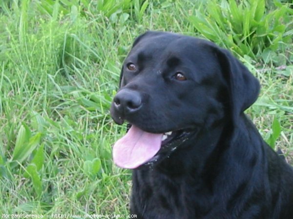 Photo de Labrador retriever