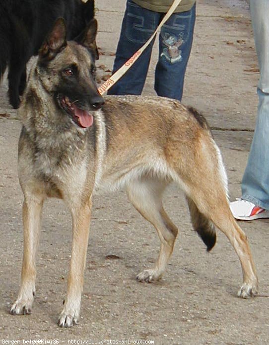 Photo de Berger belge malinois