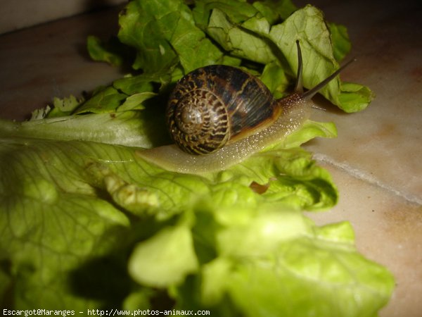 Photo d'Escargot