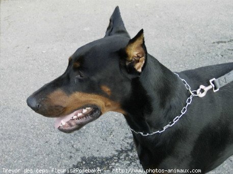 Photo de Dobermann