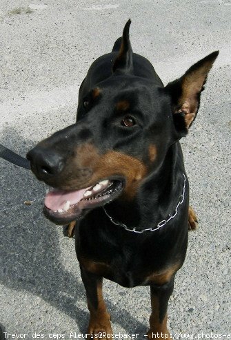 Photo de Dobermann