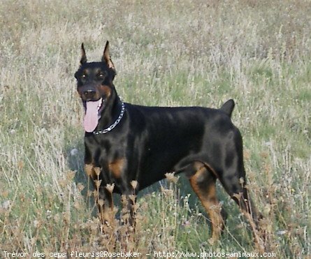 Photo de Dobermann