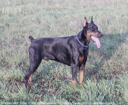 Photo de Dobermann