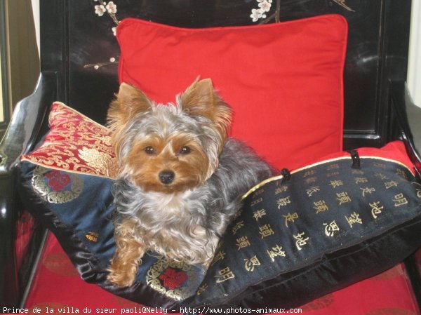 Photo de Yorkshire terrier