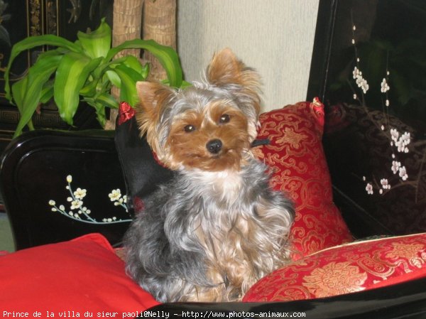 Photo de Yorkshire terrier