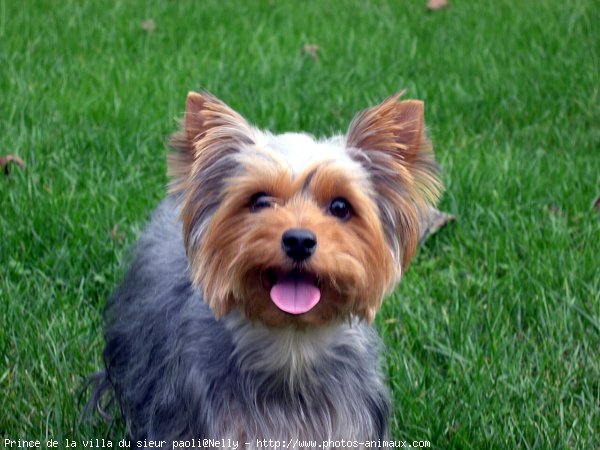 Photo de Yorkshire terrier