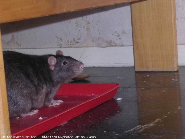 Photo de Rat