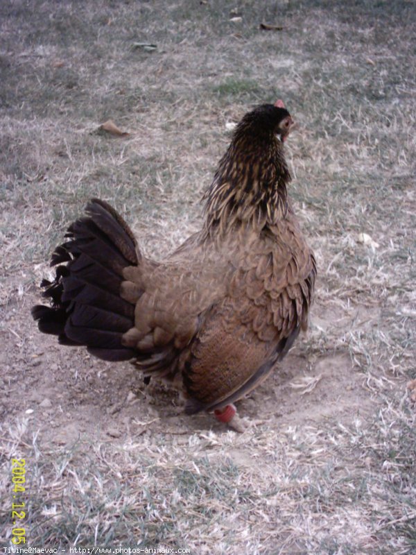 Photo de Poule