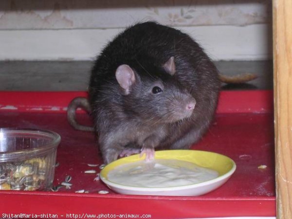 Photo de Rat