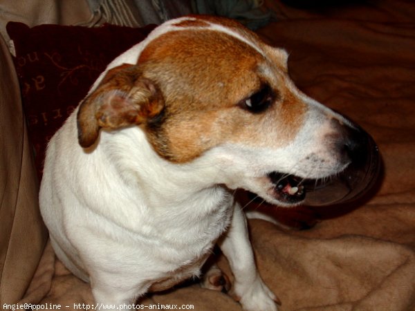 Photo de Jack russell terrier