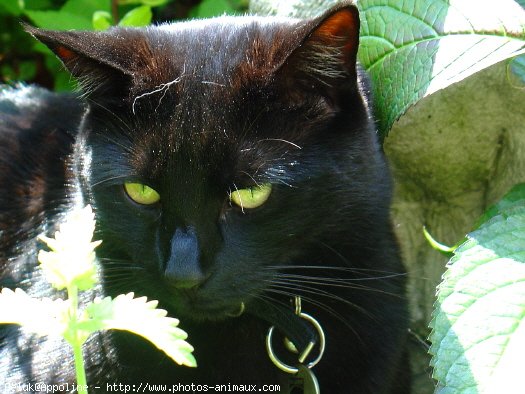 Photo de Chat domestique