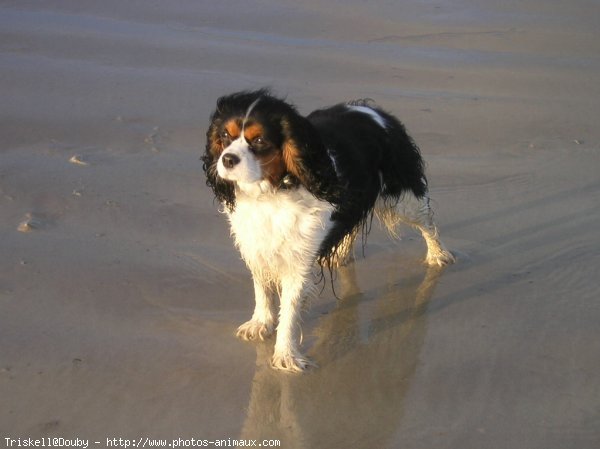 Photo de Cavalier king charles spaniel