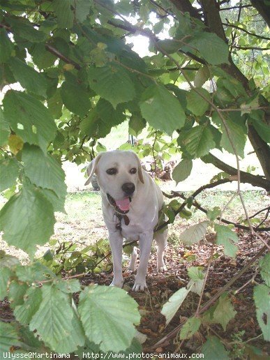 Photo de Labrador retriever