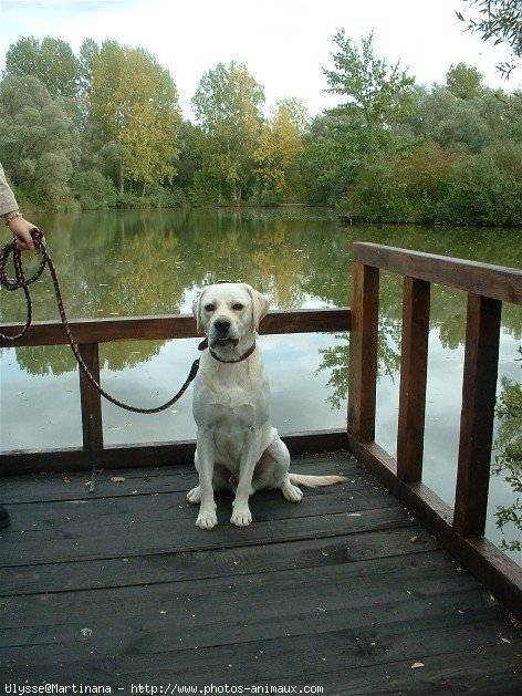 Photo de Labrador retriever