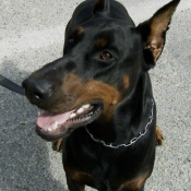 Photo de Dobermann