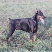 Photo de Dobermann