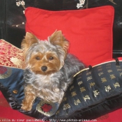 Photo de Yorkshire terrier