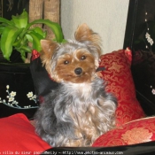 Photo de Yorkshire terrier