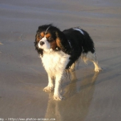 Photo de Cavalier king charles spaniel