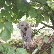 Photo de Labrador retriever