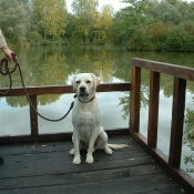 Photo de Labrador retriever