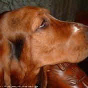 Photo de Basset hound