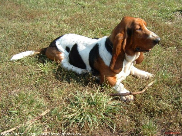 Photo de Basset hound