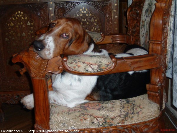 Photo de Basset hound