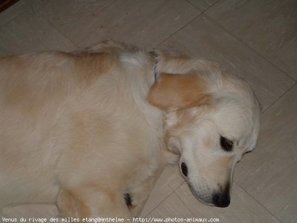 Photo de Golden retriever