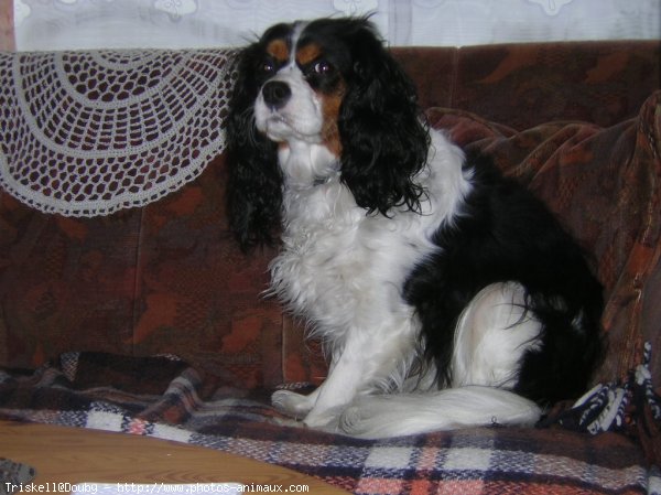 Photo de Cavalier king charles spaniel