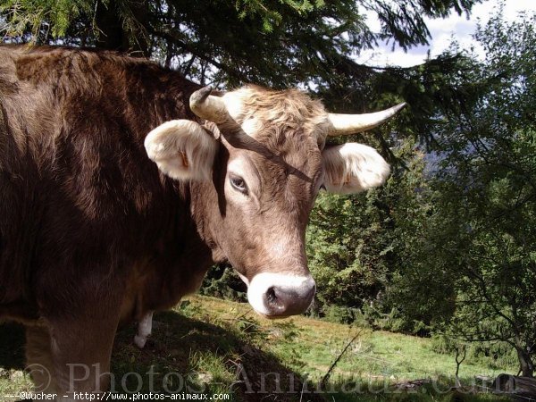 Photo de Vache