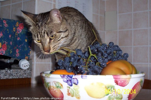 Photo de Chat domestique