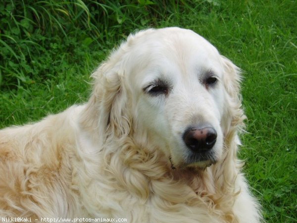 Photo de Golden retriever