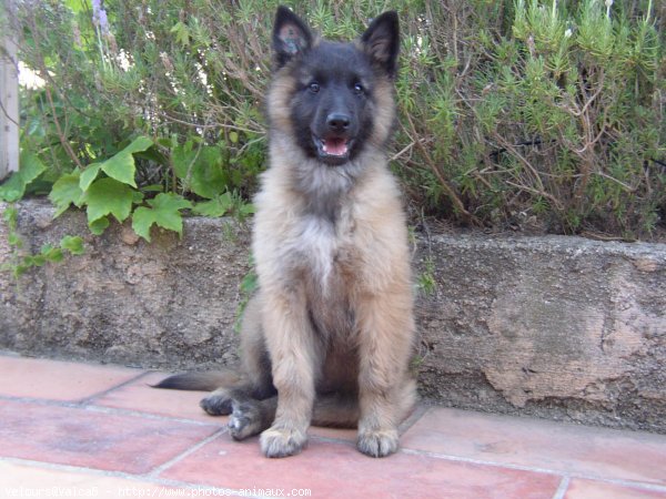 Photo de Berger belge malinois