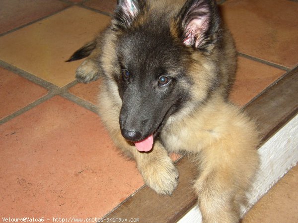 Photo de Berger belge malinois