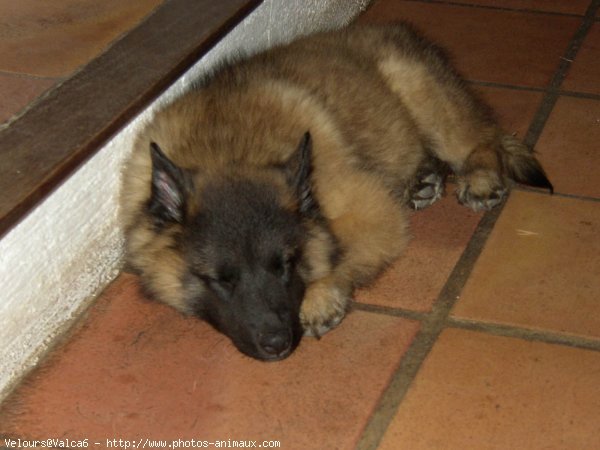 Photo de Berger belge malinois