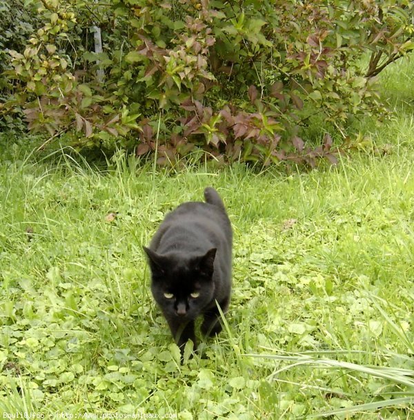 Photo de Chat domestique