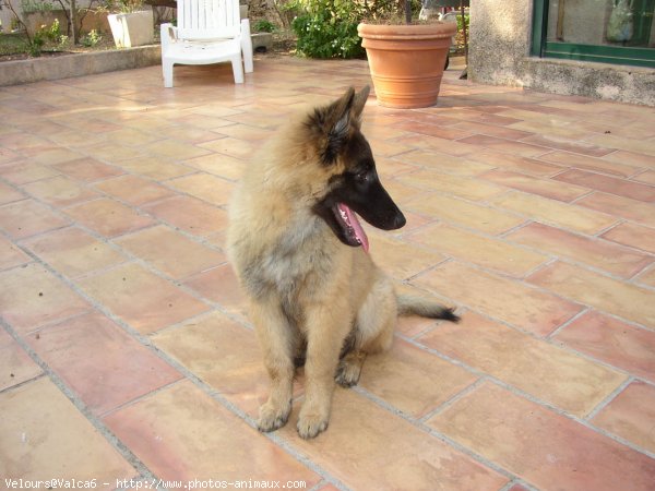 Photo de Berger belge malinois