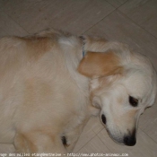 Photo de Golden retriever