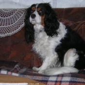 Photo de Cavalier king charles spaniel