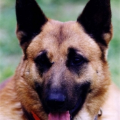 Photo de Berger belge malinois