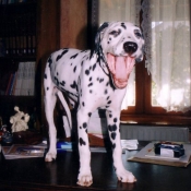 Photo de Dalmatien