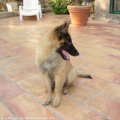 Photo de Berger belge malinois